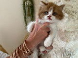 À acheter une chatonne British Longhair bicolore LOOF
