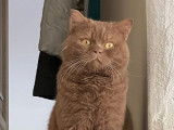 À acheter une chatonne British Longhair bicolore LOOF