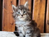 Un chaton mâle Maine Coon LOOF disponible à la réservation