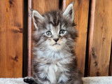 Un chaton mâle Maine Coon LOOF disponible à la réservation