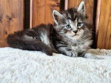 Un chaton mâle Maine Coon LOOF disponible à la réservation