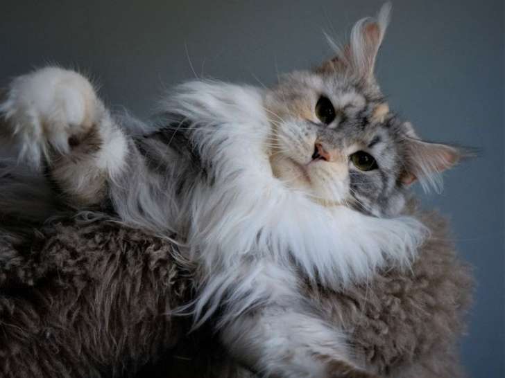 Une chatte adulte Maine Coon tortie de 4 ans LOOF disponible à l’achat