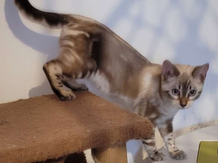 Chaton Bengal disponible