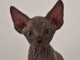 Jolies chatons Sphynx
