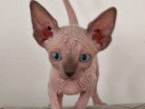Jolies chatons Sphynx