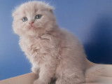 Un chaton mâle Highland Fold LOOF fawn disponible à la réservation