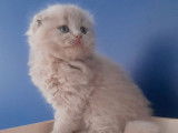 Un chaton mâle Highland Fold LOOF fawn disponible à la réservation