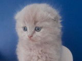 Un chaton mâle Highland Fold LOOF fawn disponible à la réservation