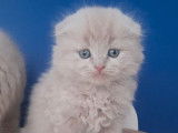 Un chaton mâle Highland Fold LOOF fawn disponible à la réservation