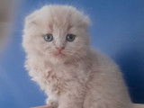 Un chaton mâle Highland Fold LOOF fawn disponible à la réservation