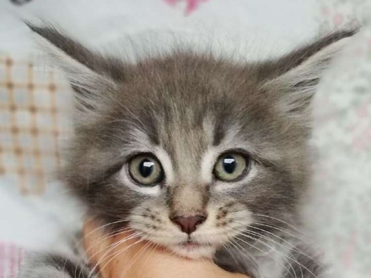 Chaton mâle Maine Coon LOOF bleu argenté à réserver