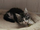 Chatons Maine Coon disponibles de suite