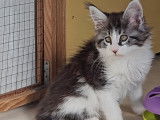 Chatons Maine Coon disponibles de suite