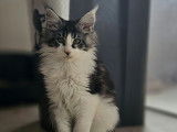 Chatons Maine Coon disponibles de suite