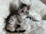 Disponibles &agrave; la r&eacute;servation 6 chatons Bengals argent&eacute;s LOOF