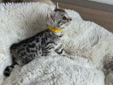 Disponibles &agrave; la r&eacute;servation 6 chatons Bengals argent&eacute;s LOOF