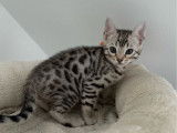 Disponibles &agrave; la r&eacute;servation 6 chatons Bengals argent&eacute;s LOOF