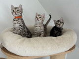 Disponibles &agrave; la r&eacute;servation 6 chatons Bengals argent&eacute;s LOOF