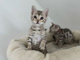 Disponibles &agrave; la r&eacute;servation 6 chatons Bengals argent&eacute;s LOOF