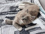 Chaton mâle Ragdoll LOOF bleu sépia disponible à la réservation