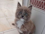 Chaton mâle Ragdoll LOOF bleu sépia disponible à la réservation