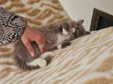 Chaton mâle Ragdoll LOOF bleu sépia disponible à la réservation