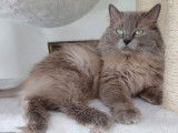 Chaton mâle Ragdoll LOOF bleu sépia disponible à la réservation