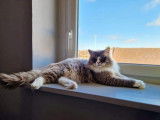 Chaton mâle Ragdoll LOOF bleu sépia disponible à la réservation