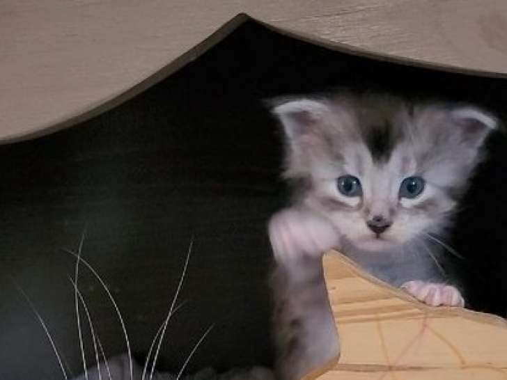 Une chatonne Maine Coon LOOF black silver tachetée à réserverm