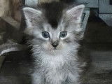 Une chatonne Maine Coon LOOF black silver tachetée à réserverm