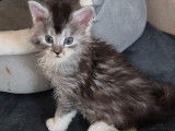 Une chatonne Maine Coon LOOF black silver tachetée à réserverm