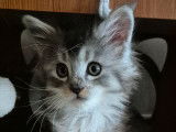 Une chatonne Maine Coon LOOF black silver tachetée à réserverm