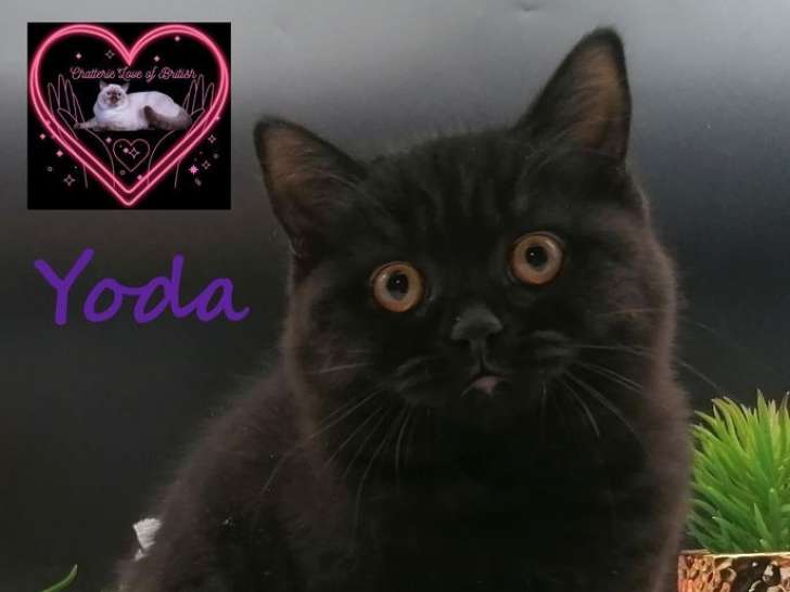 À vendre 2 chatons mâles British Shorthair noirs LOOF