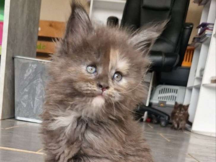 À réserver 4 chatons Maine Coons LOOF