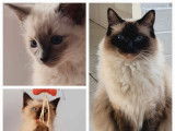 2 chatons Ragdolls mâles LOOF disponibles à la vente