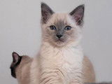 2 chatons Ragdolls mâles LOOF disponibles à la vente