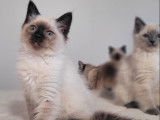 2 chatons Ragdolls mâles LOOF disponibles à la vente
