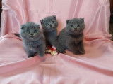 5 chatons Scottish Fold bleus à réserver LOOF