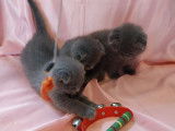 5 chatons Scottish Fold bleus à réserver LOOF