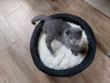 5 chatons Scottish Fold bleus à réserver LOOF