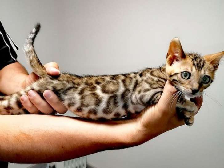 À vendre 2 chatons mâles Bengals marron LOOF