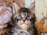 2 chatons m&acirc;les Maine Coons LOOF &agrave; r&eacute;server