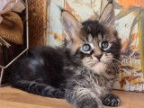 2 chatons m&acirc;les Maine Coons LOOF &agrave; r&eacute;server