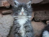 4 chatonnes Maine Coons à acheter (LOOF)