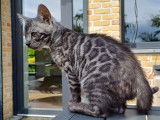 Chatonne Bengal black silver LOOF à vendre
