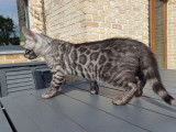 Chatonne Bengal black silver LOOF à vendre