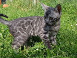 Chatonne Bengal black silver LOOF à vendre