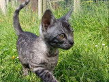 Chatonne Bengal black silver LOOF à vendre