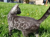 Chatonne Bengal black silver LOOF à vendre