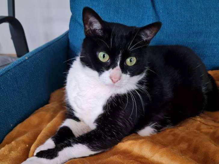 Chat noir et blanc à adopter